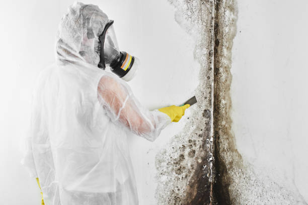 Office Mold Removal Services in Atwood, IL