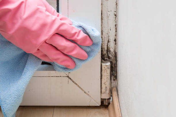 Home Mold Removal in Atwood, IL