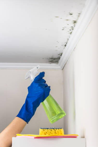 Best Local Mold Removal Service  in Atwood, IL